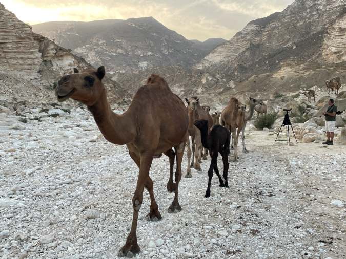 Kamelen-wadi iMugsayl